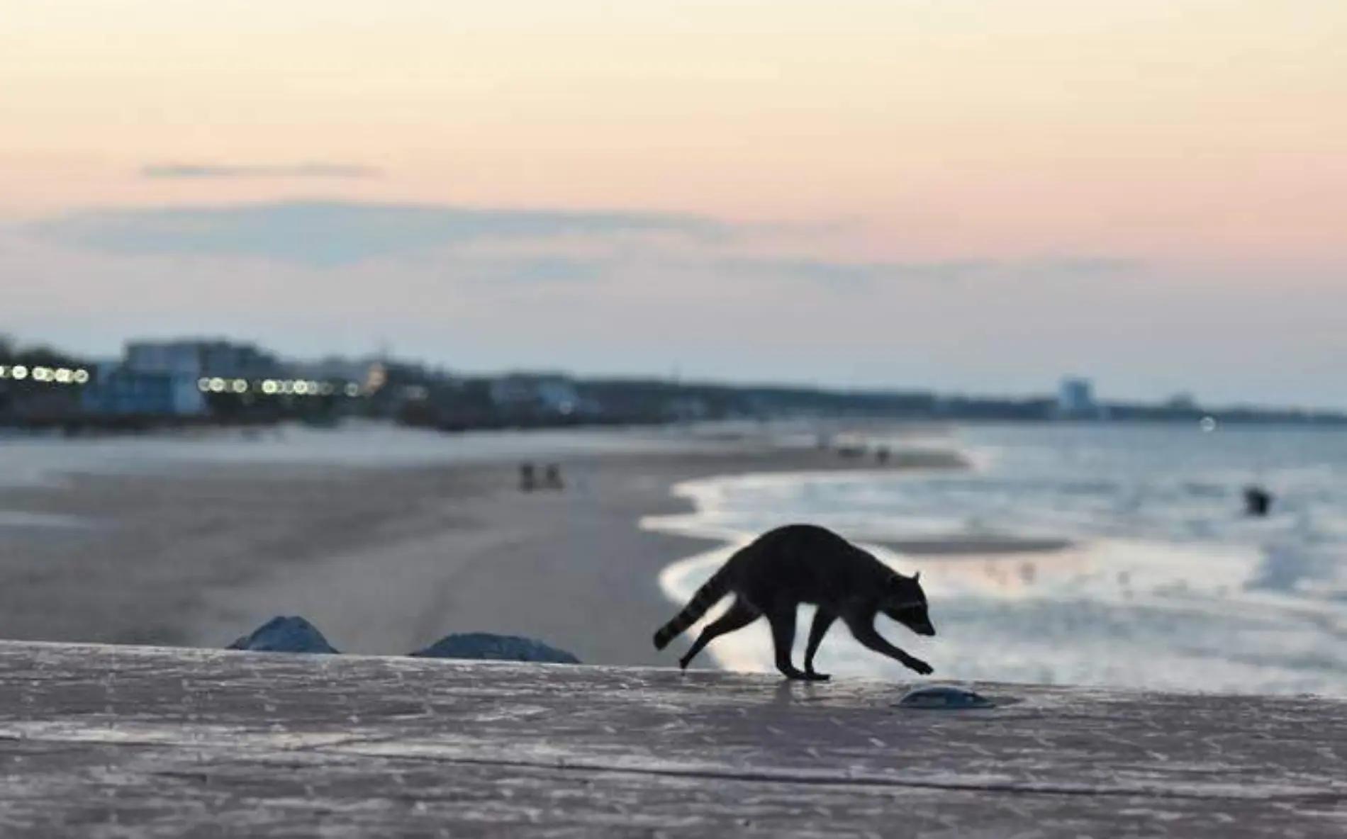 Activistas aseguran que los mapaches que habitan en las escolleras de playa Miramar no atacan, solo quieren comida